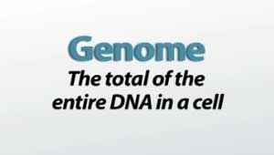 Genomes:  Lunch Talk with Irene Gallego Romero on 19th June